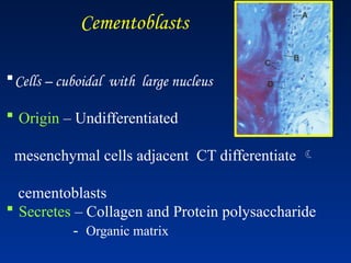 Cells – cuboidal with large nucleus
 Origin – Undifferentiated
mesenchymal cells adjacent CT differentiate 
cementoblasts
 Secretes – Collagen and Protein polysaccharide
- Organic matrix
Cementoblasts
 