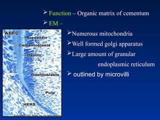 Function – Organic matrix of cementum
 EM –
Numerous mitochondria
Well formed golgi apparatus
Large amount of granular
endoplasmic reticulum
 outlined by microvilli
 