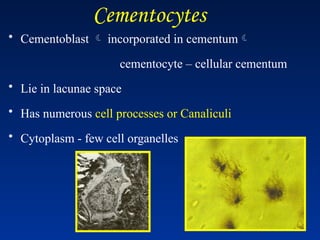 Cementocytes
• Cementoblast  incorporated in cementum
cementocyte – cellular cementum
• Lie in lacunae space
• Has numerous cell processes or Canaliculi
• Cytoplasm - few cell organelles
 