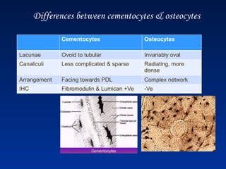 Differences between cementocytes & osteocytes
Cementocytes Osteocytes
Lacunae Ovoid to tubular Invariably oval
Canaliculi Less complicated & sparse Radiating, more
dense
Arrangement Facing towards PDL Complex network
IHC Fibromodulin & Lumican +Ve -Ve
 