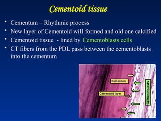 Cementoid tissue
• Cementum – Rhythmic process
• New layer of Cementoid will formed and old one calcified
• Cementoid tissue - lined by Cementoblasts cells
• CT fibers from the PDL pass between the cementoblasts
into the cementum
 