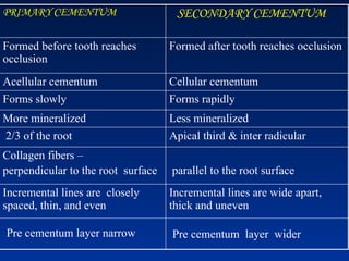 PRIMARY CEMENTUM
Formed before tooth reaches
occlusion
Formed after tooth reaches occlusion
Acellular cementum Cellular cementum
Forms slowly Forms rapidly
More mineralized Less mineralized
2/3 of the root Apical third & inter radicular
Collagen fibers –
perpendicular to the root surface parallel to the root surface
Incremental lines are closely
spaced, thin, and even
Incremental lines are wide apart,
thick and uneven
SECONDARY CEMENTUM
Pre cementum layer narrow Pre cementum layer wider
 