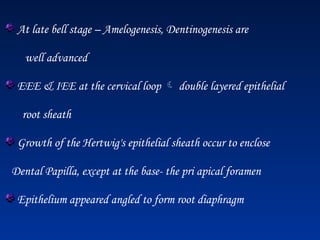 At late bell stage – Amelogenesis, Dentinogenesis are
well advanced
EEE & IEE at the cervical loop  double layered epithelial
root sheath
Growth of the Hertwig's epithelial sheath occur to enclose
Dental Papilla, except at the base- the pri apical foramen
Epithelium appeared angled to form root diaphragm
 