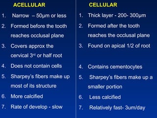 ACELLULAR
1. Narrow – 50μm or less
2. Formed before the tooth
reaches occlusal plane
3. Covers approx the
cervical 3rd
or half root
4. Does not contain cells
5. Sharpey’s fibers make up
most of its structure
6. More calcified
7. Rate of develop - slow
CELLULAR
1. Thick layer - 200- 300μm
2. Formed after the tooth
reaches the occlusal plane
3. Found on apical 1/2 of root
4. Contains cementocytes
5. Sharpey’s fibers make up a
smaller portion
6. Less calcified
7. Relatively fast- 3um/day
 