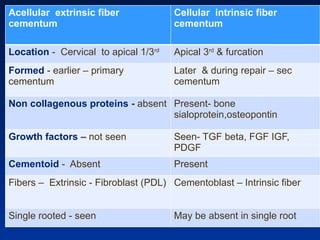 Acellular extrinsic fiber
cementum
Cellular intrinsic fiber
cementum
Location - Cervical to apical 1/3rd
Apical 3rd
& furcation
Formed - earlier – primary
cementum
Later & during repair – sec
cementum
Non collagenous proteins - absent Present- bone
sialoprotein,osteopontin
Growth factors – not seen Seen- TGF beta, FGF IGF,
PDGF
Cementoid - Absent Present
Fibers – Extrinsic - Fibroblast (PDL) Cementoblast – Intrinsic fiber
Single rooted - seen May be absent in single root
 