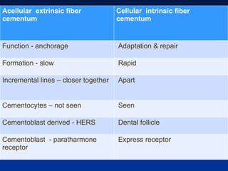Acellular extrinsic fiber
cementum
Cellular intrinsic fiber
cementum
Function - anchorage Adaptation & repair
Formation - slow Rapid
Incremental lines – closer together Apart
Cementocytes – not seen Seen
Cementoblast derived - HERS Dental follicle
Cementoblast - paratharmone
receptor
Express receptor
 