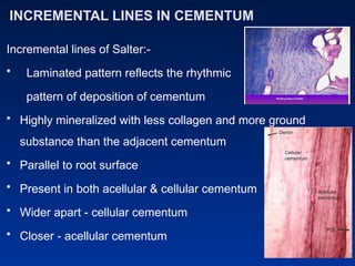 INCREMENTAL LINES IN CEMENTUM
Incremental lines of Salter:-
• Laminated pattern reflects the rhythmic
pattern of deposition of cementum
• Highly mineralized with less collagen and more ground
substance than the adjacent cementum
• Parallel to root surface
• Present in both acellular & cellular cementum
• Wider apart - cellular cementum
• Closer - acellular cementum
 
