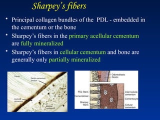 Sharpey’s fibers
• Principal collagen bundles of the PDL - embedded in
the cementum or the bone
• Sharpey’s fibers in the primary acellular cementum
are fully mineralized
• Sharpey’s fibers in cellular cementum and bone are
generally only partially mineralized
 