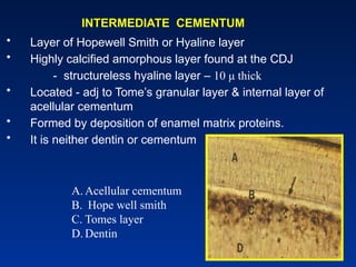 INTERMEDIATE CEMENTUM
• Layer of Hopewell Smith or Hyaline layer
• Highly calcified amorphous layer found at the CDJ
- structureless hyaline layer – 10 μ thick
• Located - adj to Tome’s granular layer & internal layer of
acellular cementum
• Formed by deposition of enamel matrix proteins.
• It is neither dentin or cementum
A. Acellular cementum
B. Hope well smith
C. Tomes layer
D. Dentin
 