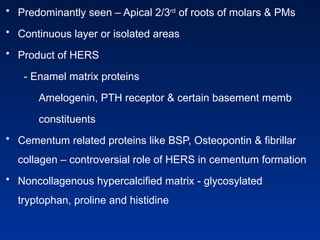 • Predominantly seen – Apical 2/3rd
of roots of molars & PMs
• Continuous layer or isolated areas
• Product of HERS
- Enamel matrix proteins
Amelogenin, PTH receptor & certain basement memb
constituents
• Cementum related proteins like BSP, Osteopontin & fibrillar
collagen – controversial role of HERS in cementum formation
• Noncollagenous hypercalcified matrix - glycosylated
tryptophan, proline and histidine
 