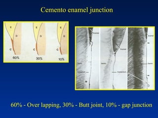 60% - Over lapping, 30% - Butt joint, 10% - gap junction
Cemento enamel junction
 
