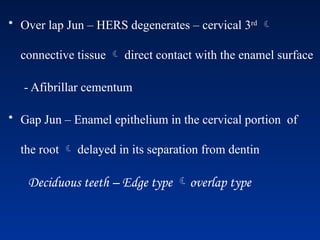 • Over lap Jun – HERS degenerates – cervical 3rd

connective tissue  direct contact with the enamel surface
- Afibrillar cementum
• Gap Jun – Enamel epithelium in the cervical portion of
the root  delayed in its separation from dentin
Deciduous teeth – Edge type overlap type
 