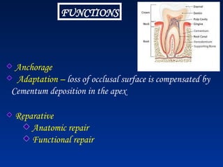 FUNCTIONS
Anchorage
Adaptation – loss of occlusal surface is compensated by
Cementum deposition in the apex
Reparative
Anatomic repair
Functional repair
 