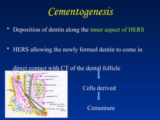 Cementogenesis
• Deposition of dentin along the inner aspect of HERS
• HERS allowing the newly formed dentin to come in
direct contact with CT of the dental follicle
Cells derived
Cementum
 