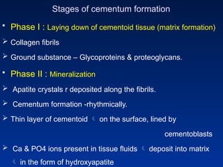 Stages of cementum formation
• Phase I : Laying down of cementoid tissue (matrix formation)
 Collagen fibrils
 Ground substance – Glycoproteins & proteoglycans.
• Phase II : Mineralization
 Apatite crystals r deposited along the fibrils.
 Cementum formation -rhythmically.
 Thin layer of cementoid  on the surface, lined by
cementoblasts
 Ca & PO4 ions present in tissue fluids  deposit into matrix
 in the form of hydroxyapatite
 