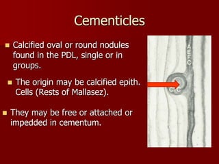 Cementum 2014 | PPTX