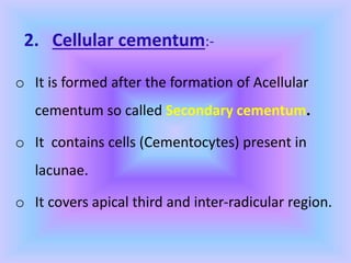 2. Cellular cementum:-
o It is formed after the formation of Acellular
cementum so called Secondary cementum.
o It contains cells (Cementocytes) present in
lacunae.
o It covers apical third and inter-radicular region.
 