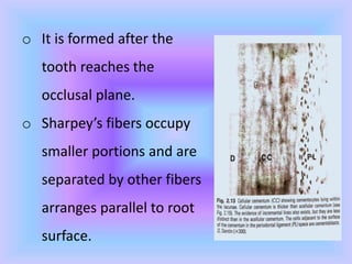 o It is formed after the
tooth reaches the
occlusal plane.
o Sharpey’s fibers occupy
smaller portions and are
separated by other fibers
arranges parallel to root
surface.
 