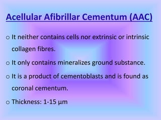 Acellular Afibrillar Cementum (AAC)
o It neither contains cells nor extrinsic or intrinsic
collagen fibres.
o It only contains mineralizes ground substance.
o It is a product of cementoblasts and is found as
coronal cementum.
o Thickness: 1-15 µm
 