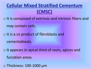 Cellular Mixed Stratified Cementum
(CMSC)
o It is composed of extrinsic and intrinsic fibers and
may contain cells.
o It is a co product of fibroblasts and
cementoblasts.
o It appears in apical third of roots, apices and
furcation areas.
o Thickness: 100-1000 µm
 