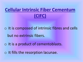 Cellular Intrinsic Fiber Cementum
(CIFC)
o It is composed of intrinsic fibres and cells
but no extrinsic fibers.
o It is a product of cementoblasts.
o It fills the resorption lacunae.
 