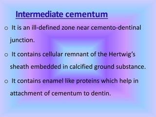 Intermediate cementum
o It is an ill-defined zone near cemento-dentinal
junction.
o It contains cellular remnant of the Hertwig’s
sheath embedded in calcified ground substance.
o It contains enamel like proteins which help in
attachment of cementum to dentin.
 