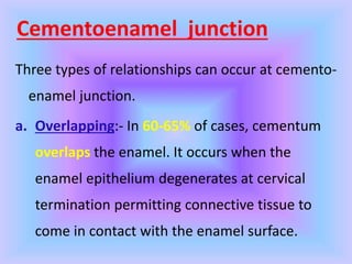 Cementoenamel junction
Three types of relationships can occur at cemento-
enamel junction.
a. Overlapping:- In 60-65% of cases, cementum
overlaps the enamel. It occurs when the
enamel epithelium degenerates at cervical
termination permitting connective tissue to
come in contact with the enamel surface.
 