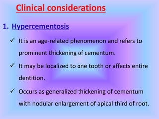 Clinical considerations
1. Hypercementosis
 It is an age-related phenomenon and refers to
prominent thickening of cementum.
 It may be localized to one tooth or affects entire
dentition.
 Occurs as generalized thickening of cementum
with nodular enlargement of apical third of root.
 