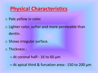 Physical Characteristics
o Pale yellow in color.
o Lighter color, softer and more permeable than
dentin.
o Shows irregular surface.
o Thickness ;
– At coronal half:- 16 to 60 µm
– At apical third & furcation area:- 150 to 200 µm
 