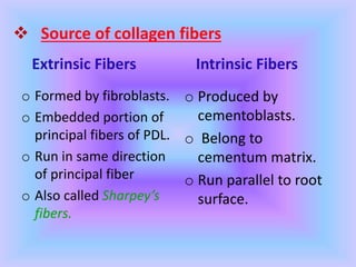  Source of collagen fibers
Extrinsic Fibers
o Formed by fibroblasts.
o Embedded portion of
principal fibers of PDL.
o Run in same direction
of principal fiber
o Also called Sharpey’s
fibers.
Intrinsic Fibers
o Produced by
cementoblasts.
o Belong to
cementum matrix.
o Run parallel to root
surface.
 