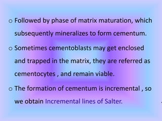.
o Followed by phase of matrix maturation, which
subsequently mineralizes to form cementum.
o Sometimes cementoblasts may get enclosed
and trapped in the matrix, they are referred as
cementocytes , and remain viable.
o The formation of cementum is incremental , so
we obtain Incremental lines of Salter.
 