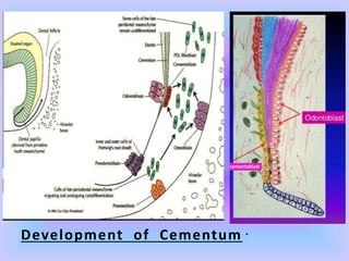 .
Development of Cementum
 
