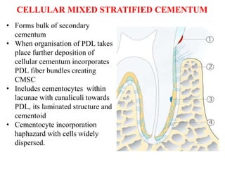 cementum by dr. ishu singla.pptx