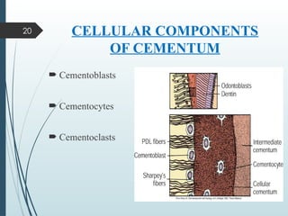 Comprehensive Overview of Cementum: Structure, Types, and Clinical ...