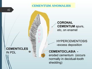 Comprehensive Overview of Cementum: Structure, Types, and Clinical ...