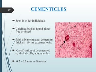 Comprehensive Overview of Cementum: Structure, Types, and Clinical ...
