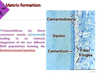Cementum | PPT