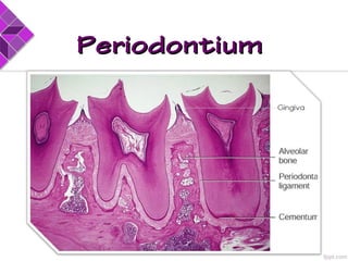 PeriodontiumPeriodontium
 