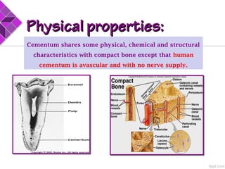 Physical properties:Physical properties:
Cementum shares some physical, chemical and structural
characteristics with compact bone except that human
cementum is avascular and with no nerve supply.
 