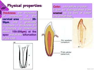Physical properties:Physical properties: Color: pale yellow in color.pale yellow in color.
It can be distinguished fromIt can be distinguished from
enamelenamel by its lack of lusterby its lack of luster
and darker hue.and darker hue.
Thickness: the thicknessthe thickness
of cementum at theof cementum at the
cervical areacervical area is about (is about (20-20-
50µm50µm) and it gradually) and it gradually
increases in thickness tillincreases in thickness till
it reaches its maximumit reaches its maximum
about (about (150-200150-200µmµm) at the) at the
apexapex and at theand at the bifurcationbifurcation
of the root.of the root.
Thickness: the thicknessthe thickness
of cementum at theof cementum at the
cervical areacervical area is about (is about (20-20-
50µm50µm) and it gradually) and it gradually
increases in thickness tillincreases in thickness till
it reaches its maximumit reaches its maximum
about (about (150-200150-200µmµm) at the) at the
apexapex and at theand at the bifurcationbifurcation
of the root.of the root.
A
B
 