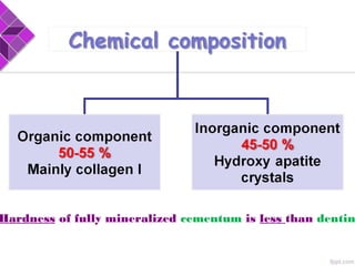 Hardness of fully mineralized cementum is less than dentin
 