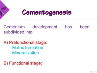 CementogenesisCementogenesis
Cementum development has been
subdivided into:
A) Prefunctional stage:
- Matrix formation
- Mineralization
B) Functional stage:
 