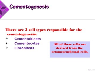 There are 3 cell types responsible for the
cementogenesis:
 Cementoblasts
 Cementocytes
 Fibroblasts
CementogenesisCementogenesis
By/ Dr. Hesham Dameer
All of these cells are
derived from the
ectomesenchymal cells.
 