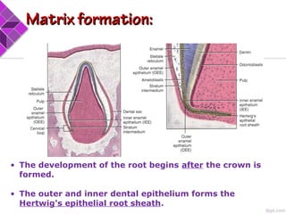 • The development of the root begins after the crown is
formed.
• The outer and inner dental epithelium forms the
Hertwig's epithelial root sheath.
Matrix formation:Matrix formation:
 