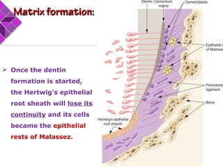  Once the dentin
formation is started,
the Hertwig's epithelial
root sheath will lose its
continuity and its cells
became the epithelial
rests of Malassez.
Matrix formation:Matrix formation:
 