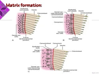 Matrix formation:Matrix formation:
 