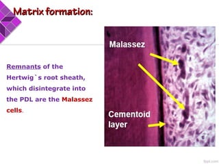 By/ Dr. Hesham Dameer
Remnants of the
Hertwig`s root sheath,
which disintegrate into
the PDL are the Malassez
cells.
Matrix formation:Matrix formation:
 