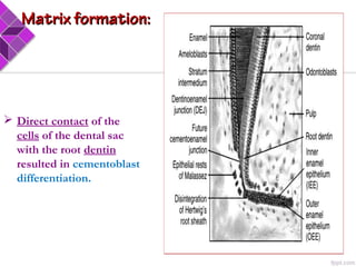  Direct contact of the
cells of the dental sac
with the root dentin
resulted in cementoblast
differentiation.
Matrix formation:Matrix formation:
 