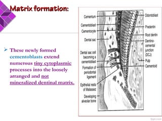 These newly formed
cementoblasts extend
numerous tiny cytoplasmic
processes into the loosely
arranged and not
mineralized dentinal matrix.
Matrix formation:Matrix formation:
 