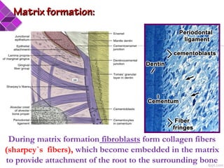 During matrix formation fibroblasts form collagen fibers
(sharpey`s fibers), which become embedded in the matrix
to provide attachment of the root to the surrounding bone
Matrix formation:Matrix formation:
 